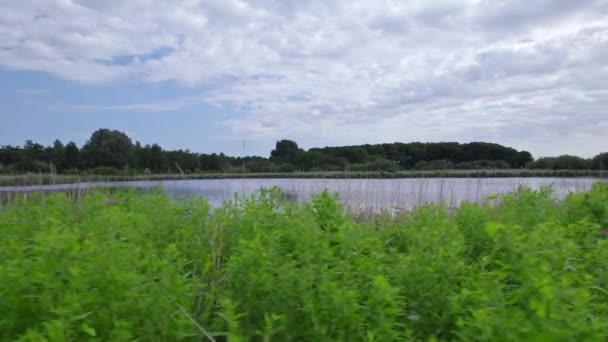 低角度表示POV.湿地湖のウォーターフロントに沿って歩道、新鮮な緑の植物、背の高い一般的な葦や水生植物、小さな湖の森に囲まれた。オランダの雲がある青い空 - 映像、動画