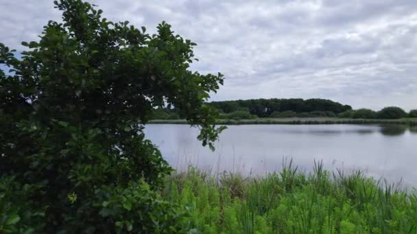 Rivelando da dietro un cespuglio, una vista di una riserva naturale. Lungo il lungomare paludoso del lago con canneti alti e piante acquatiche, un laghetto circondato da un bosco. Cielo blu con nuvole. Nei Paesi Bassi - Filmati, video