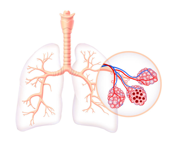 İnsan ciğerlerindeki sağlıklı nefes borusu ve hava keselerini gösteren diyagram.. - Vektör, Görsel