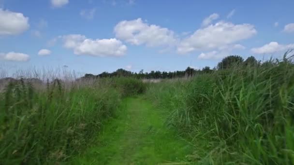 Bakış açısı. Hollanda kırsalında doğa yürüyüşü yolu 4K. Batı Friesland Hollanda 'da, mavi gökyüzü ve beyaz bulutlu, uzun yeşil sazlıklar, ısırgan otları ve yeşil çimenler arasında bataklıklar üzerinde yürüyorum. - Video, Çekim