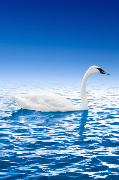 青空と水で泳ぐ白鳥 - 写真・画像