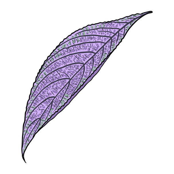 Persian Shield Strobilanthes violet purple and green leaf. Domesticated plant leaves. Decorative floral drawing in color on white background. Vector. - Vector, imagen