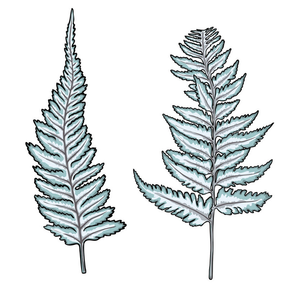 Japanese painted forest fern, hand drawn art foliage, made of real natural leaves. Decorative domesticated for city landscapes and gardens. Park forest plants, leaves and young ferns. Vector. - Вектор,изображение