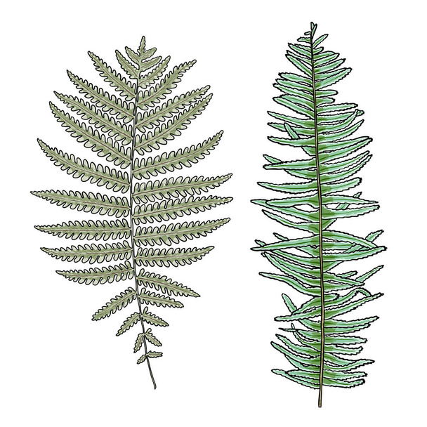 Set of green forest ferns, hand drawn art foliage, made of real natural leaves. Decorative domesticated for city landscapes and gardens. Park forest plants, leaves and young ferns. Vector. - Vector, afbeelding