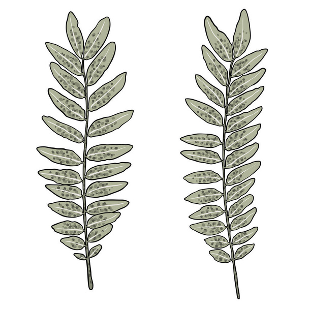 Set of green forest ferns, hand drawn art foliage, made of real natural leaves. Decorative domesticated for city landscapes and gardens. Park forest plants, leaves and young ferns. Vector. - Vetor, Imagem