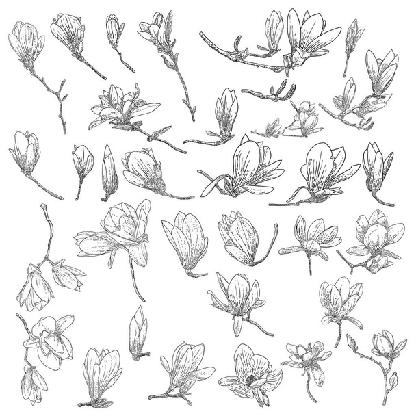 Magnolia flower drawings set. Sketch of floral botany twigs from real tree. Black and white with line art isolated on white background. Real life hand drawn illustrations of magnolia bloom. Vector. - Vektör, Görsel