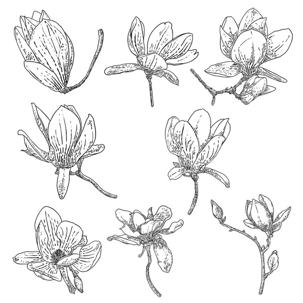 Magnolia flower drawings set. Sketch of floral botany twigs from real tree. Black and white with line art isolated on white background. Real life hand drawn illustrations of magnolia bloom. Vector. - Vektor, kép