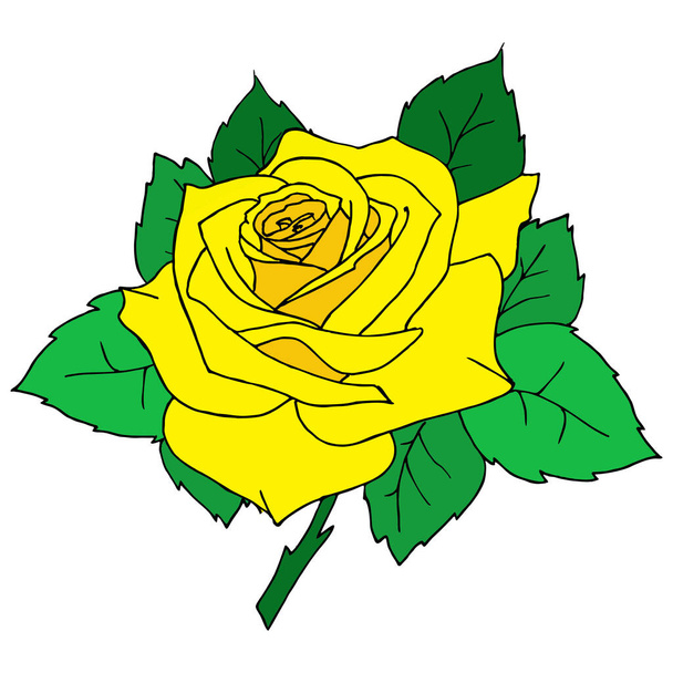 color graphic drawing of one yellow rose close-up on a white background, design, art, valentine - ベクター画像