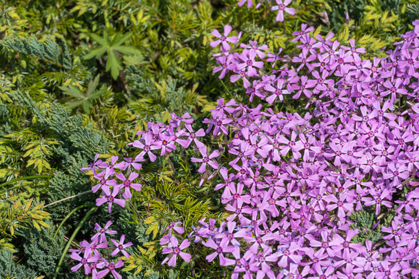 フロックスは庭の花を昇華させる。風景デザインのために忍び寄る苔を咲かせます。地面を覆う明るい美しい花。紫色の壁紙。自然の中で成長するカーペット. - 写真・画像