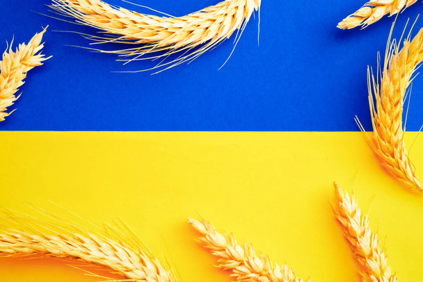 ウクライナの国旗小麦の穀物の背景。黄色の青い旗に隔離された小麦の穀物の耳を持つウクライナのシンボル。ウクライナのコンセプトをサポート - 写真・画像
