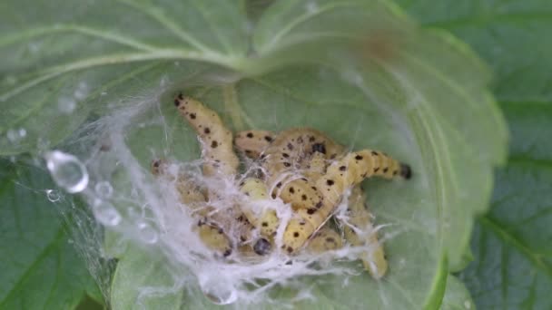 Larvy motýlí můry se hrabou a plazí ve své společné larvální pavučině ve svinutém listí. Světle žluté housenky s černými tečkami. Video - detail. - Záběry, video