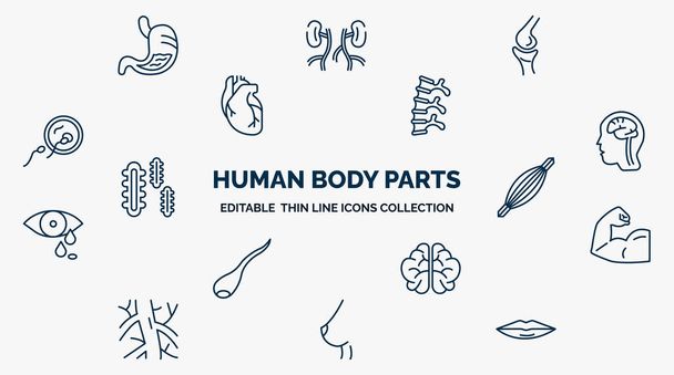 concept of human body parts web icons in outline style. thin line icons such as stoh with liquids, ball of the knee, human spine, brain inside human head, muscle, muscular arm, brain upper view, - Vetor, Imagem
