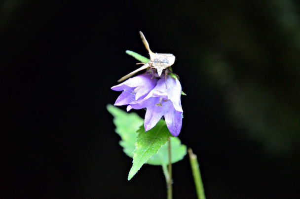 borboleta sentado em uma flor de sino
 - Foto, Imagem