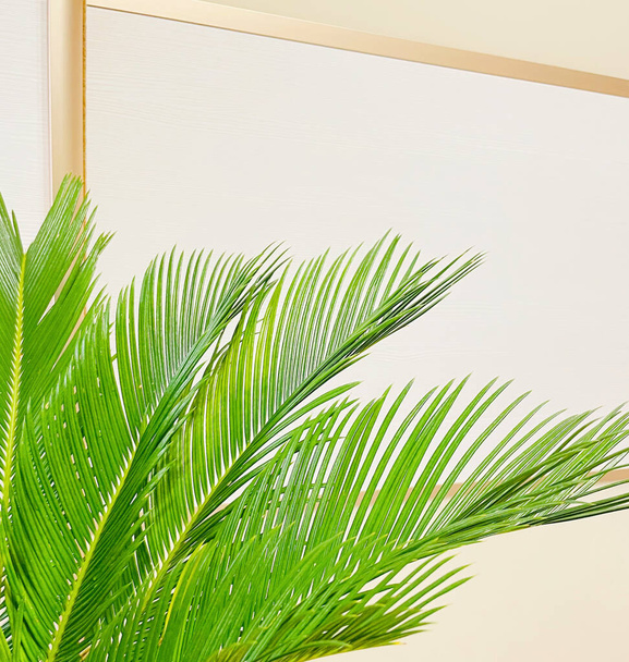 Palm leaves on the background. - Photo, image