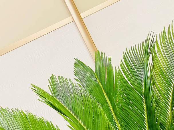 Palm leaves on the background. - Valokuva, kuva
