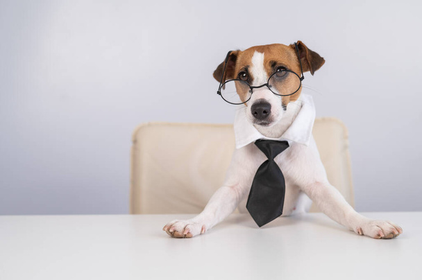 Pies Jack Russell Terrier ubrany w krawat i okulary siedzi przy biurku - Zdjęcie, obraz