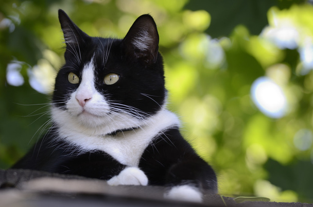 schwarz-weiße Katze auf dem Dach - Foto, Bild
