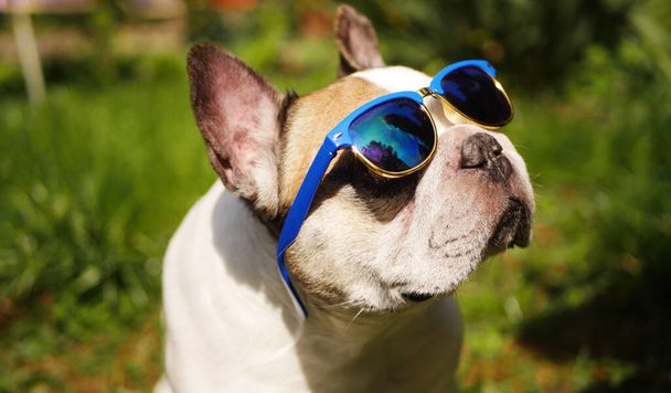 Francia Bulldog napszemüvegben a szabadban. Nyári szünet. Stílusos kisállat ruha  - Fotó, kép
