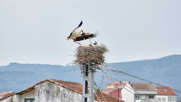 La cigogne blanche (Ciconia ciconia) battant des ailes alors qu'elle vole pour atteindre son nid avec de la terre pour terminer sa construction pendant que ses petits attendent à l'intérieur - Photo, image