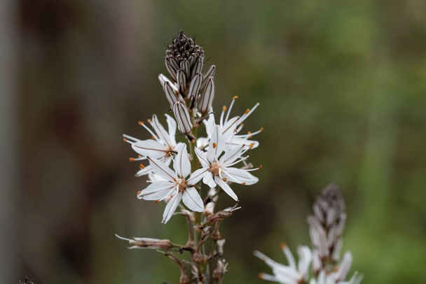 Flor de um asphodel ramificado, Asphodelus ramosus.  - Foto, Imagem