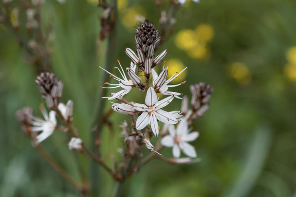Квітка розгалуженого асфальделя, Asphodelus ramosus..  - Фото, зображення