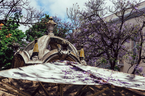 Pomnik Carmo w Lizbonie, Portugalia pokryty purpurowymi liśćmi jacaranda - Zdjęcie, obraz