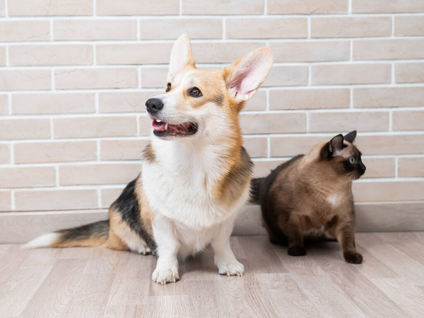 Corgi tricolor and Thai cat on the background of a brick wall - Zdjęcie, obraz