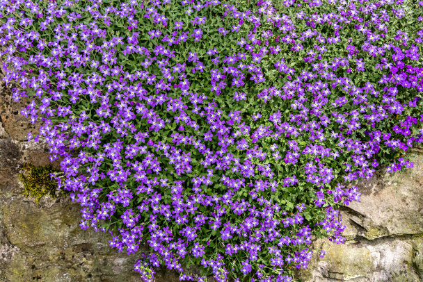 Florecimiento Aubrieta hybrida, grupo de pequeñas flores púrpuras, fondo natural - Foto, imagen