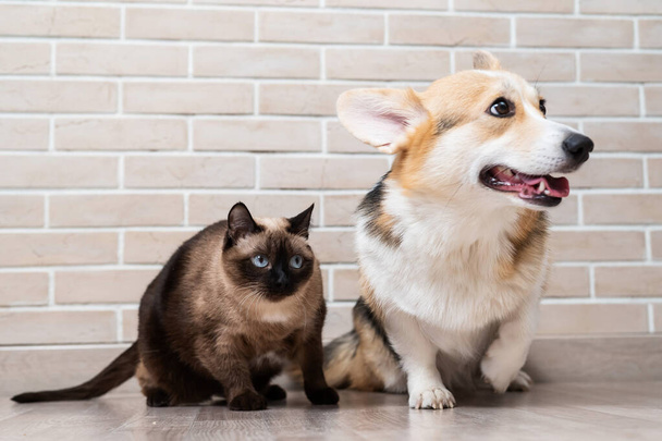 Corgi tricolor and Thai cat on the background of a brick wall - Фото, изображение