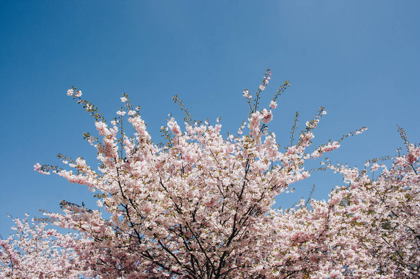 Mavi gökyüzünün altındaki ağaçta pembe kiraz çiçeklerinin güzel dallarının seçici odak noktası, bahar mevsiminde güzel Sakura çiçekleri, çiçek desenleri, doğa çiçekli arka plan.. - Fotoğraf, Görsel