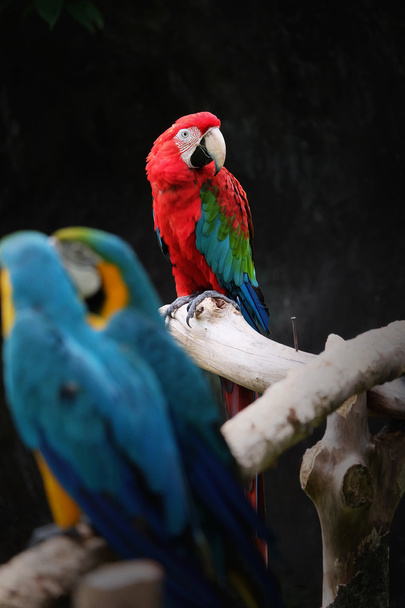 Dal üzerinde güzel Amerika papağanı - Fotoğraf, Görsel