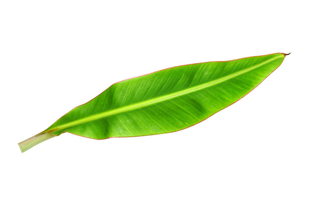 листя банана на білому тлі
 - Фото, зображення