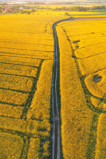 Camino de tierra que pasa a través de un campo dorado claro, vista aérea de un paisaje rural, fondo de verano - Foto, imagen