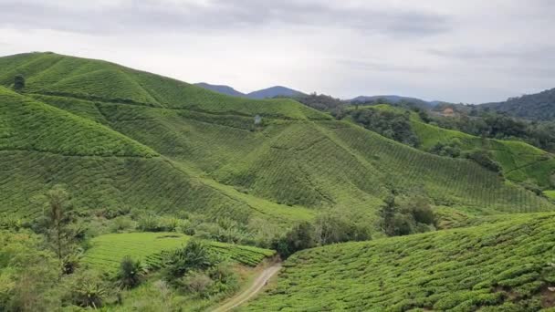 Allgemeine Ansicht der Landschaft des Distrikts Brinchang innerhalb des Cameron Highlands in Malaysia - Filmmaterial, Video