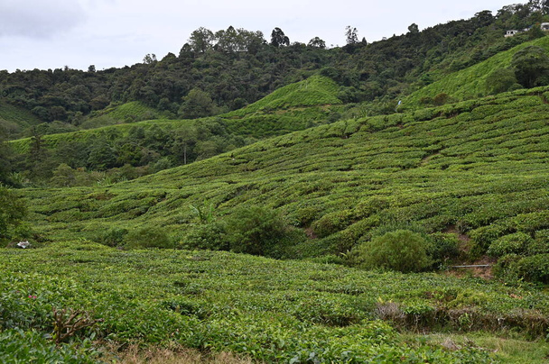 чайная плантация в Кэмероне, Малайзия - Фото, изображение