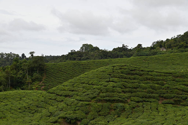 マレーシアのキャメロンハイランドにある茶畑で - 写真・画像