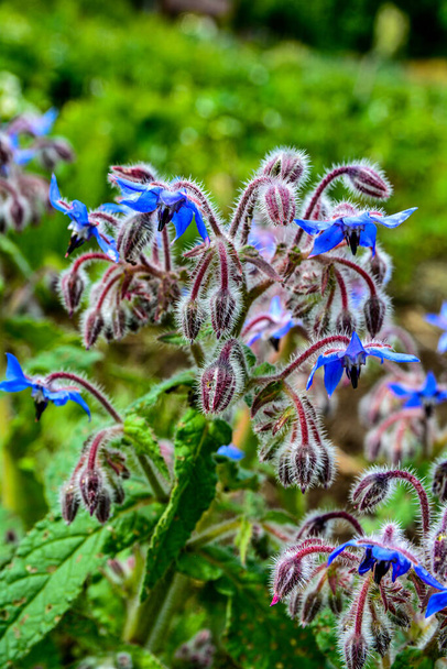 Beautiful close-up of a borage flower .Colourful blue Borage flowers. - Photo, Image