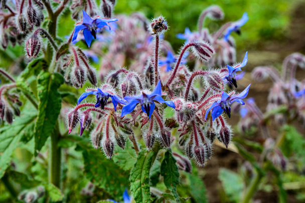 Gyönyörű közelkép egy borágó virág.Színes kék Borágó virágok. - Fotó, kép