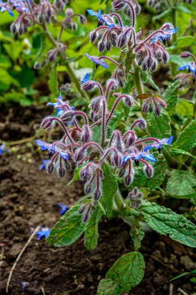 Beautiful close-up of a borage flower .Colourful blue Borage flowers. - Photo, Image
