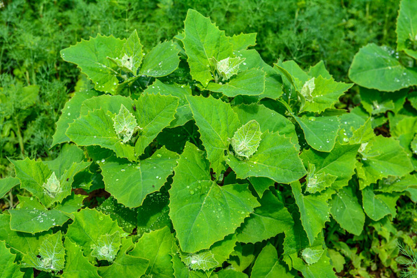 Na jaře roste na zahradě jedlý rostlinný orach (Atriplex hortensis) .Detailní záběr na zahradní orache (atriplex hortensis) známý také jako francouzský špenát, čeledi Amaranthaceae. - Fotografie, Obrázek