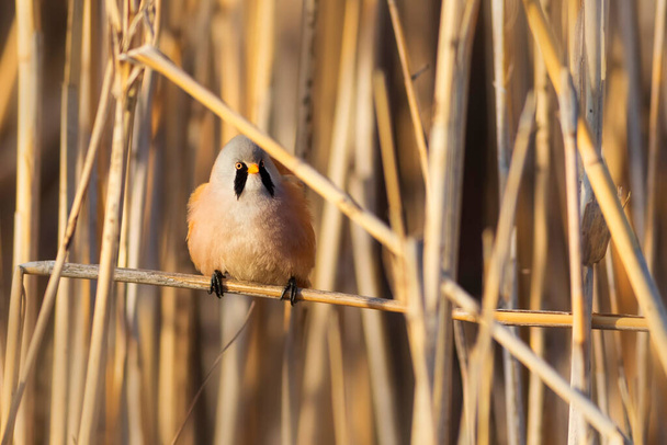 Cute little bird. Bearded Reedling. (Panurus biarmicus). Nature background. - Photo, Image