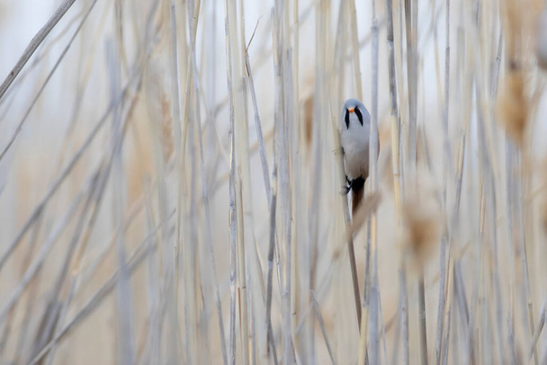 Cute little bird. Bearded Reedling. (Panurus biarmicus). Nature background. - Photo, Image