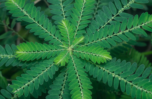 look down on the Phyllanthus niruri weed plant. - Фото, зображення
