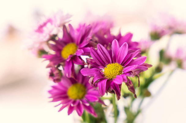 Beautiful purple aster flower with yellow pollen blooming on blurred background - Photo, Image