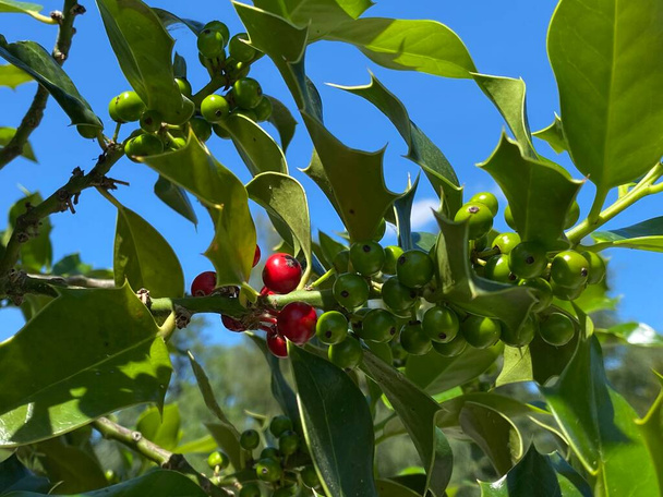 Common Holly (Ilex aquifolium), English Holly, European Holly, vagy alkalmanként Christmas Holly, Die Europaeische Stechpalme, Gewoehnliche Stechpalme, Hulse oder Huelse vagy Obicna Bozikovina - Fotó, kép
