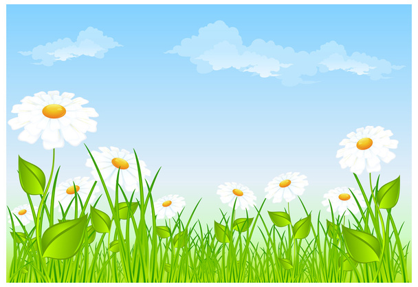 Field of daisies - Вектор,изображение
