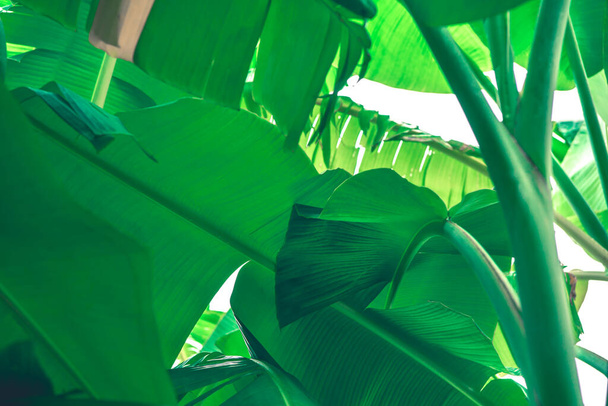 緑の背景、緑の自然植物と葉の環境緑のコンセプト(バナナ) - 写真・画像