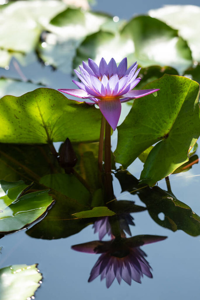 Lotusbloem (Lotus, Waterlelie, tropische waterlelie of Nymphaea nouchali) wit en paarse kleur, natuurlijk prachtige bloemen in de tuin - Foto, afbeelding