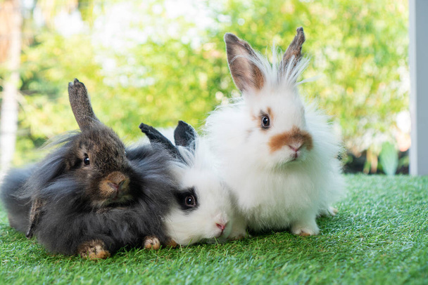 Three adorable fluffy infant rabbits bunny sitting together on the green grass over bokeh nature background. Cuddle furry hare mammal rabbits bunny lying down playful on meadow. Easter animal concept. - Photo, Image