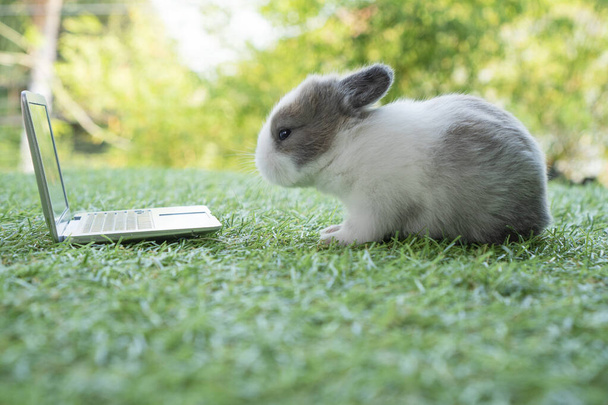 Adorable baby rabbit bunny with laptop studying online or working sitting on green grass. Cuddly white grey bunny looking screen small notebook on nature background. Animal idea technology concept. - Fotografie, Obrázek